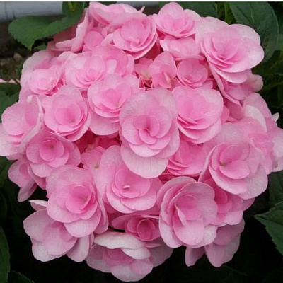 Махровая в Иркутске