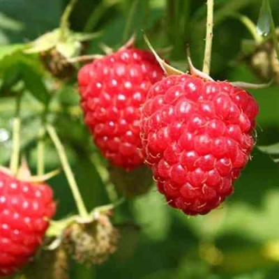 Малина БАЛЬЗАМ в Иркутске
