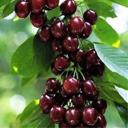 Черешня УДИВИТЕЛЬНАЯ в Иркутске