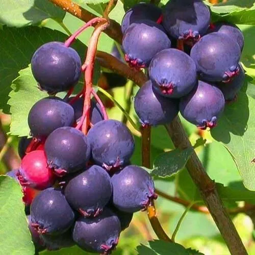 Ирга КРАСНОЯРСКАЯ в Иркутске