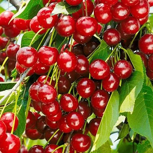 Вишня БРУСНИЦЫНА степная в Иркутске