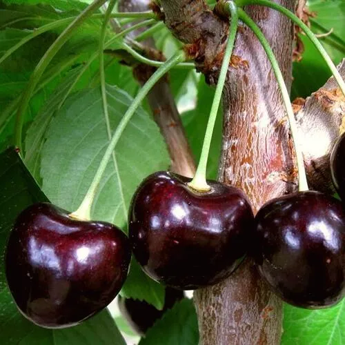 Черешня ДОНЕЦКИЙ УГОЛЁК в Иркутске