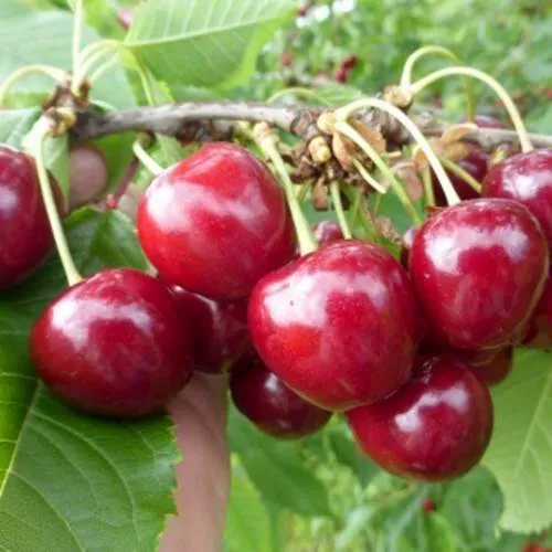 Вишня КОЛОННОВИДНАЯ в Иркутске