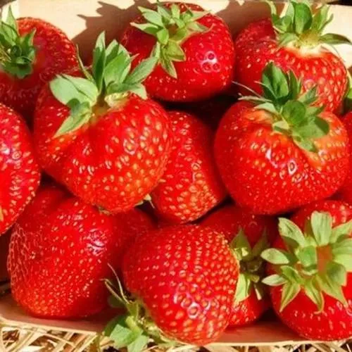 Клубника ЭЛЬСАНТА в Иркутске