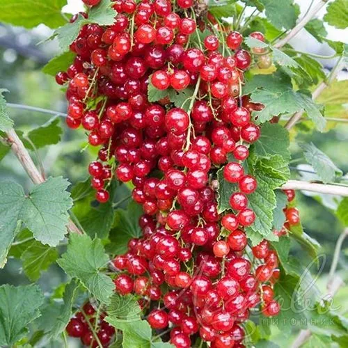 Смородина красная РЕД ЛЕЙК в Иркутске
