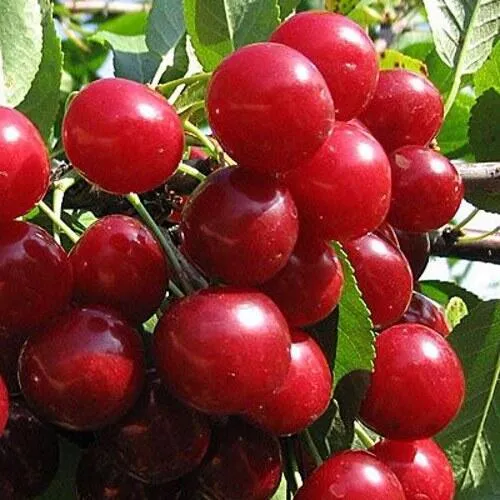 Вишня ГЛУБОКСКАЯ в Иркутске