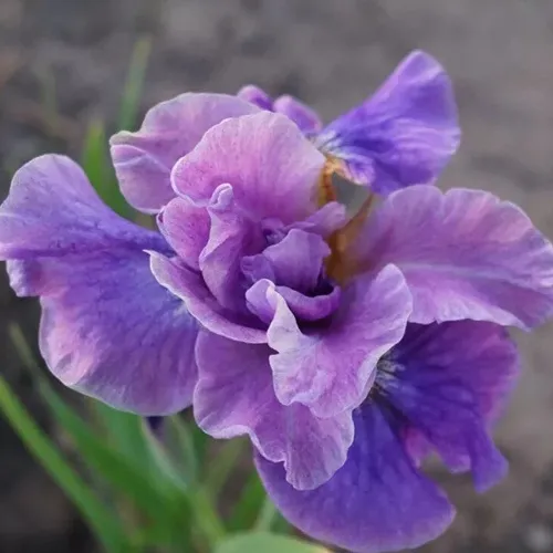 Ирис ХЭВИНГ ФАН сибирский в Иркутске