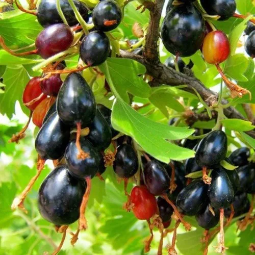 Смородина золотистая БОКАЛИНСКАЯ в Иркутске