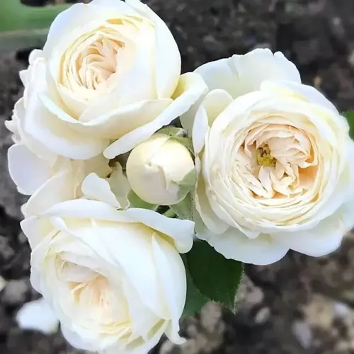 Роза АРТЕМИС шраб в Иркутске